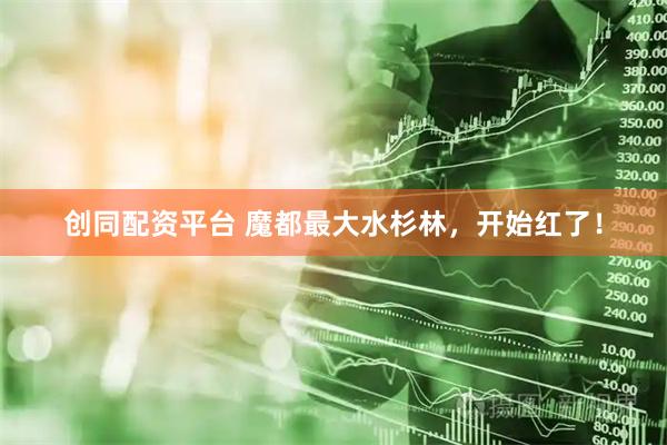 创同配资平台 魔都最大水杉林，开始红了！